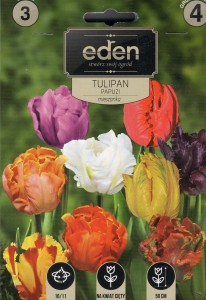 Tulipan papuzi mix 11/12 3szt   kapers          