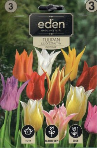 Tulipan liliokształtny mix  10/11 3szt kapers          