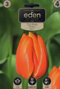 Tulipan triumph   Triple A  11/12 3szt kapers   