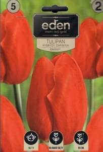 Tulipan darwina Apeldoorn 10/11 5szt kapers        