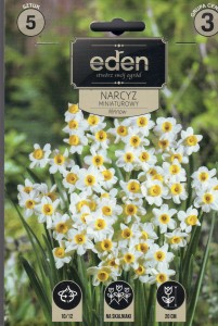 Narcyz miniaturowy Minnow 10/12 5szt kapers  