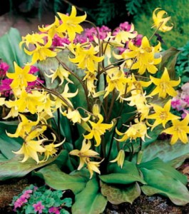 Erythronium Pagoda (Psi Ząb)  1szt kapers    