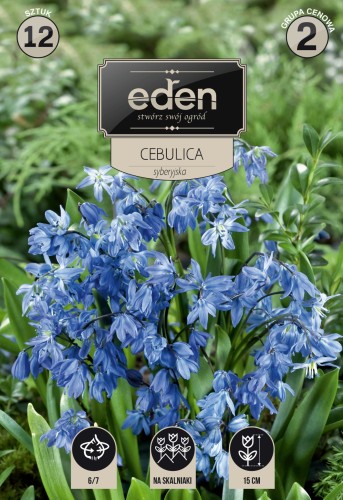 Cebulica syberyjska niebieska-VIL-137-17-EDEN-kapers-1.jpg