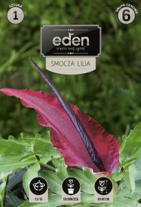 Lilia smocza Dracunculus vulgaris 13/15 1szt kapers   