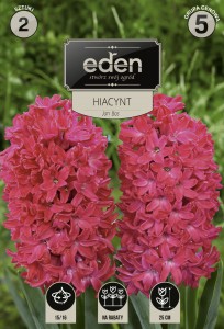 Hiacynt Jan Bos 15/16 2szt  kapers  