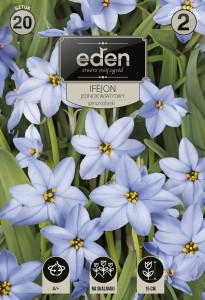 Ifejon jednokwiatowy 4/+ kapers 20szt   