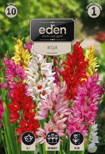 Iksja (Ixia) mix 5/+  10szt   kapers  