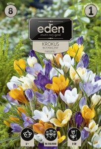 Krokus botaniczny mix 6/+  8szt   kapers 
