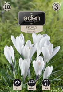 Krokus Jeanne d'Arc 7/8 kapers 10szt         