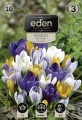 Krokus wiosenny mieszanka-VIL-99-18-EDEN-kapers-1.jpg