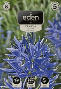 Kamasja Blue Melody (Leichtlina) 5/6  8szt   kapers  