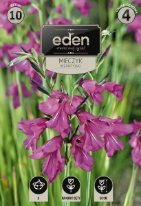Mieczyk bizantyjski  (Gladiolus byzantinus) 6/+  10szt   kapers   