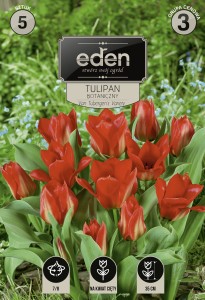 Tulipan botaniczny Van Tubergen's Variety 7/8  5szt kapers   