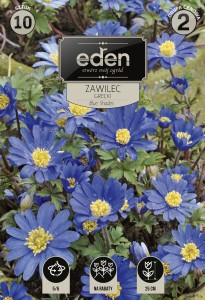 Zawilec grecki Blue Shades (Anemone blanda)  5/6 10szt kapers   