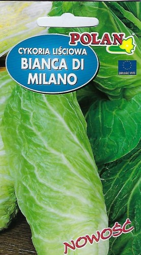 cykoria liściowa Bianca di Milano 2g Polan agromarket24.pl