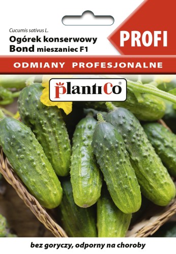 ogórek Bond F1 plantico.jpg