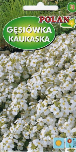 gęsiówka kaukaska polan.jpg