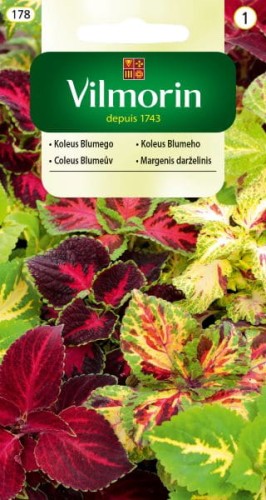 koleus blumego vilmorin.jpg