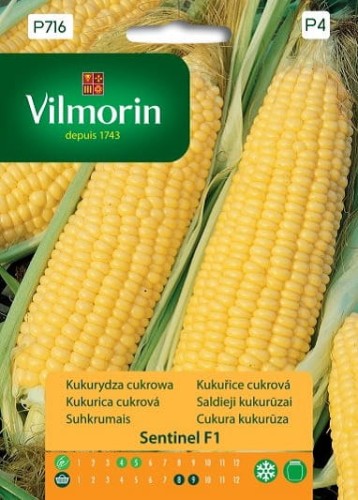 kukurydza Sentinel F1 vilmorin.jpg