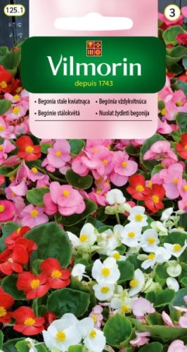 begonia stale kwitnąca mix vilmorin.jpg
