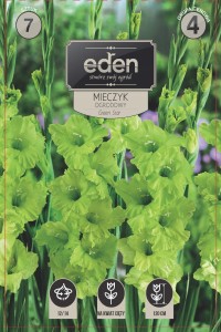 Mieczyk (Gladiolus)  Green Star kapers 7 cebulek 12/14 