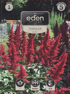 Tawułka (Astilbe) Arendsa kapers 1 szt