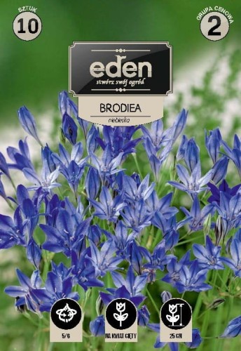 brodiea niebieska-kapers  Vilmorin Eden