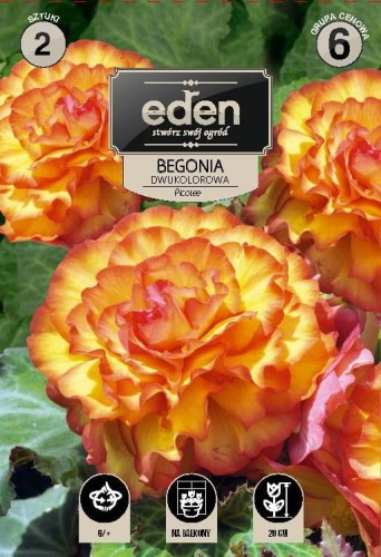 Begonia Picotee 2 cebulki kapers eden