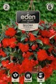 Begonia kaskadowa czerwona 2 cebulki kapers Vilmorin eden