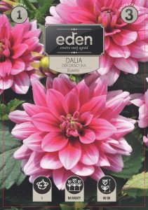 Dalia dekoracyjna Bluesette  kapers 1szt