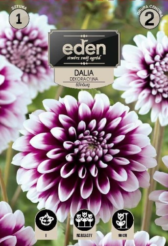 dalia dekoracyjna edinburg-kapers Vilmorin Eden