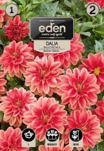 Dalia balkonowa Berliner Kleene kapers 1szt 