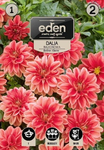 dalia balkonowa berliner kleene- kapers Vilmorin Eden