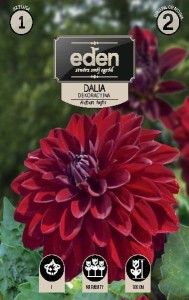 Dalia dekoracyjna Arabian Night  kapers  1szt