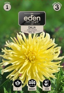 Dalia kaktusowa Yellow Star kapers 1szt