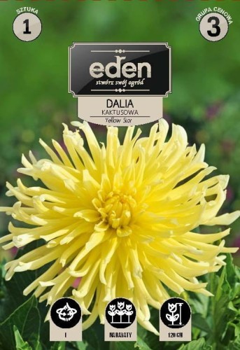 dalia kaktusowa yellow star- kapers  Vilmorin Eden