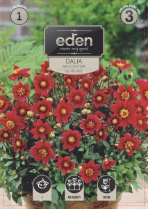 Dalia balkonowa Top mix Red kapers 1szt