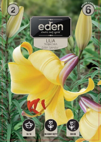 lilia golden splendour- kapers Vilmorin Eden