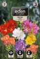 frezja pelna mix-VIL- kapers Vilmorin Eden