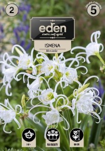 Ismena Błonczatka kapers 2 cebulki 14/+