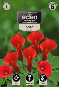 Kalla czerwona (Calla) kapers 1 cebulka 14/+
