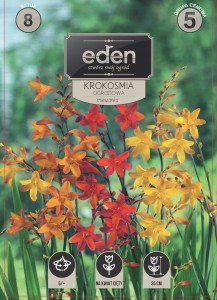 Krokosmia (Crocosmia) Cynobrówka mix  kapers 8 cebulek6/+
