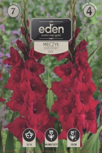 Mieczyk (Gladiolus) Oskar  kapers 7 cebulek 12/14