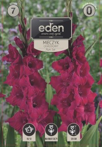 Mieczyk (Gladiolus) Plum Tart  kapers 7 cebulek 10/12