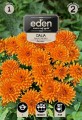 dalia balkonowa decorette-kapers vilmorin eden