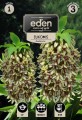 eukomis bicolor kapers vilmorin eden