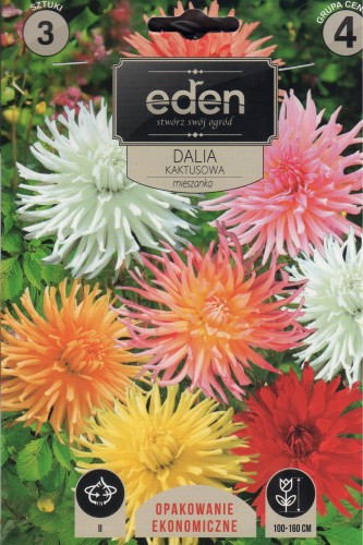 dalia kaktusowa mix economy.jpg