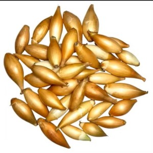 Cebula dymka Bumberger Long 500g    