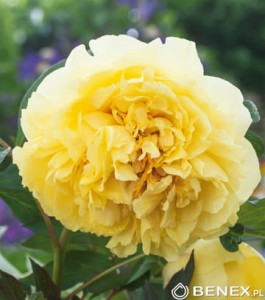 Piwonia drzewiasta Yellow Crown (kłącze ) 