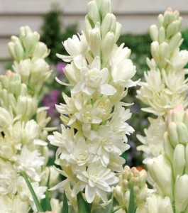 Tuberoza wonna kapers 1 cebulka (Polianthes Tuberosa ) 